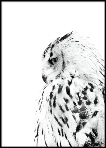 83048 White owl 50x70